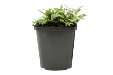 Alpen-edelweiss Leontopodium alpinum 5-10 Pot P9 Leontopodium alpinum