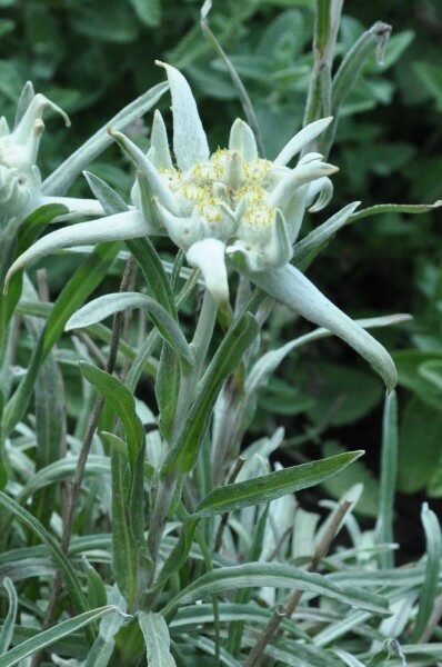 Alpen-edelweiss Leontopodium alpinum 5-10 Pot P9