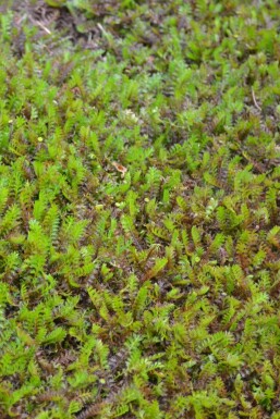 Leptinella squalida