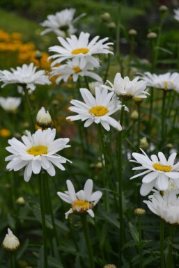 Margriet Leucanthemum (M) 'Alaska' 5-10 Pot P9