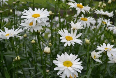 Margriet Leucanthemum (M) 'Alaska' 5-10 Pot P9