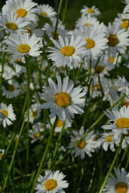 Wilde margriet Leucanthemum vulgare 'Maikonigin' 5-10 Pot P9