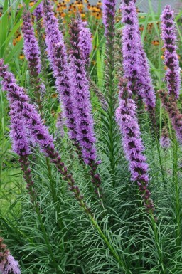 Lampepoetser Liatris spicata 'Floristan Violet' 5-10 Pot P9