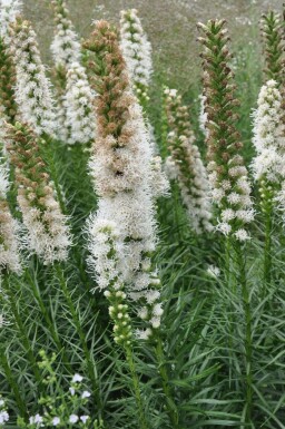 Lampepoetser Liatris spicata 'Floristan Weiss' 5-10 Pot P9