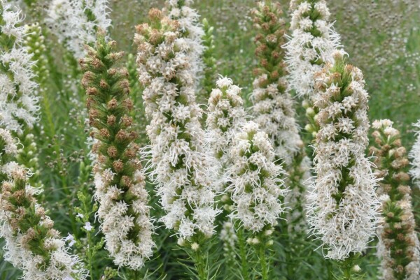 Lampepoetser Liatris spicata 'Floristan Weiss' 5-10 Pot P9