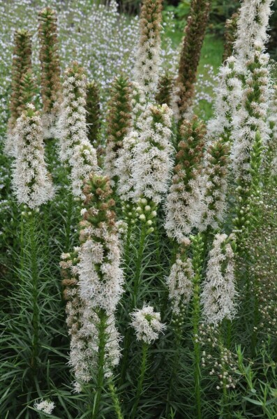 Lampepoetser Liatris spicata 'Floristan Weiss' 5-10 Pot P9