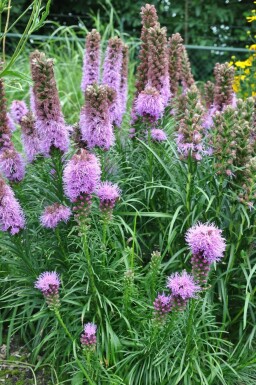 Lampenpoetser Liatris spicata 'Kobold' 5-10 Pot P9 Liatris spicata 'Kobold'
