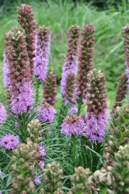 Lampenpoetser Liatris spicata 'Kobold' 5-10 Pot P9