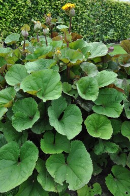 Ligularia dentata 'Othello'