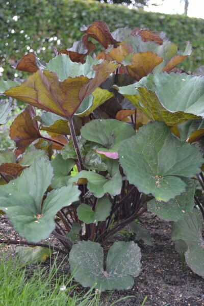Tongkruiskruid Ligularia dentata 'Othello' 5-10 Pot P9