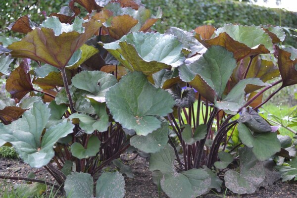 Tongkruiskruid Ligularia dentata 'Othello' 5-10 Pot P9