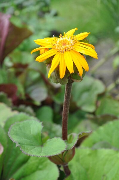 Tongkruiskruid Ligularia dentata 'Othello' 5-10 Pot P9