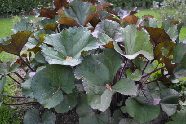 Tongkruiskruid Ligularia dentata 'Othello' 5-10 Pot P9