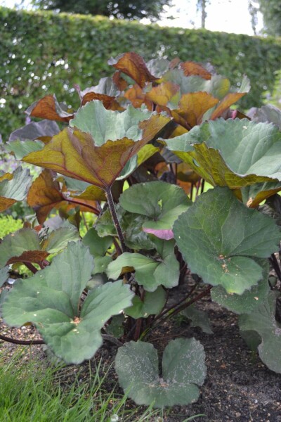 Tongkruiskruid Ligularia dentata 'Othello' 5-10 Pot P9