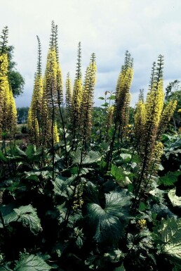Kruiskruid Ligularia przewalskii 5-10 Pot P9 Ligularia przewalskii