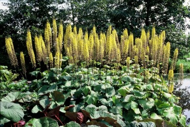 Kruiskruid Ligularia przewalskii 5-10 Pot P9 Ligularia przewalskii