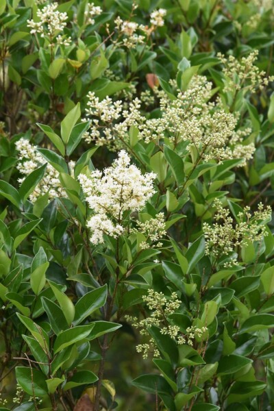 Ligustrum lucidum C2 30-40