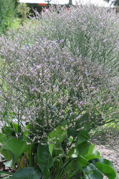 Lamsoor Limonium latifolium 5-10 Pot P9
