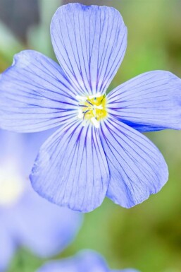 Vlas Linum perenne 'Saphir' 5-10 Pot P9 Linum perenne 'Saphir'