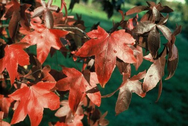 Amberboom Liquidambar styraciflua 'Worplesdon' Struik 60-80 Pot C3 Liquidambar styraciflua 'Worplesdon' struik 60-80 cm