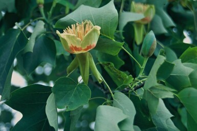 Amerikaanse tulpenboom Liriodendron tulipifera Struik 100-125 Pot C12 Liriodendron tulipifera struik 100-125 cm