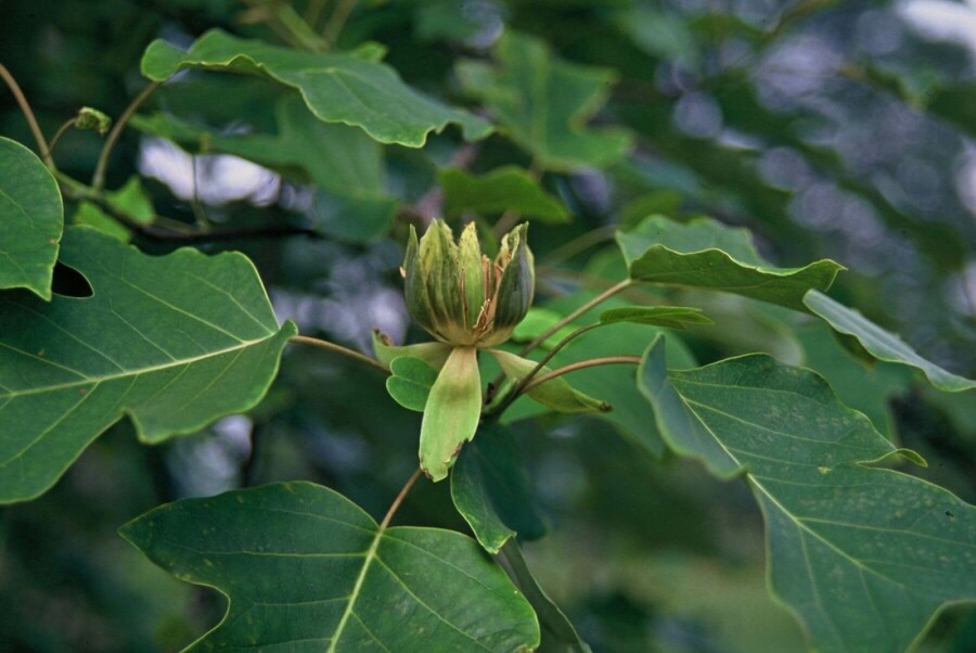 Amerikaanse tulpenboom Liriodendron tulipifera Struik 100-125 Pot C12 Liriodendron tulipifera struik 100-125 cm