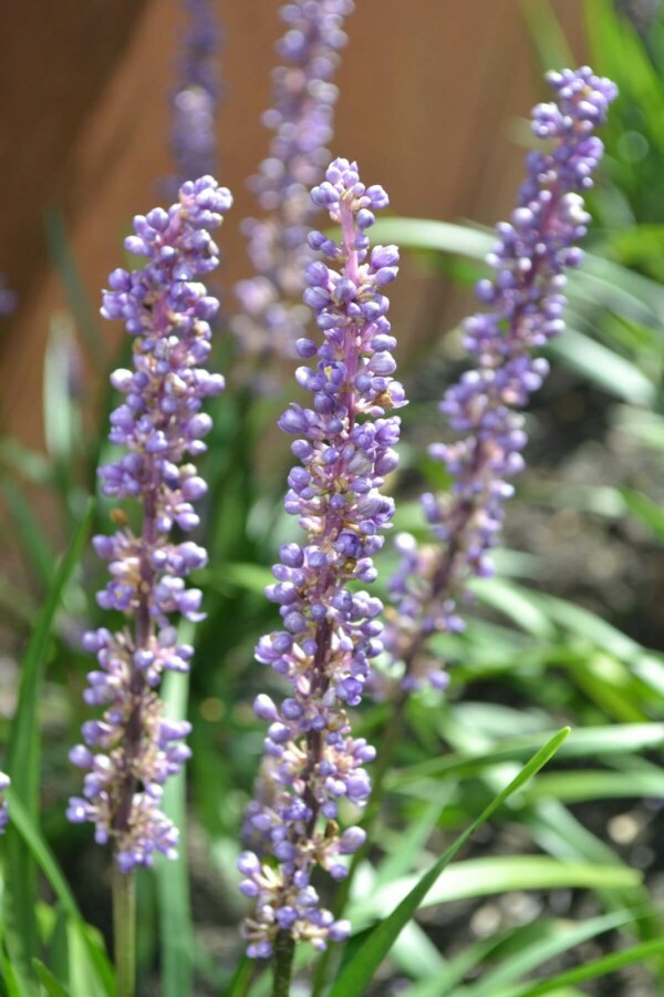 Leliegras Liriope muscari 'Moneymaker' 10-15 Pot C2 Liriope muscari 'Moneymaker'
