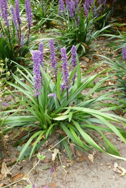 Leliegras Liriope muscari 'Moneymaker' 10-15 Pot C2 Liriope muscari 'Moneymaker'