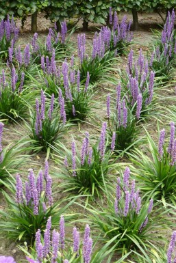 Leliegras Liriope muscari 'Moneymaker' 5-10 Pot P9