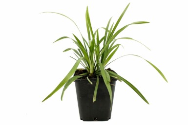 Leliegras Liriope muscari 'Moneymaker' 5-10 Pot P9 Liriope muscari 'Moneymaker'