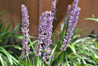 Leliegras Liriope muscari 'Moneymaker' 5-10 Pot P9