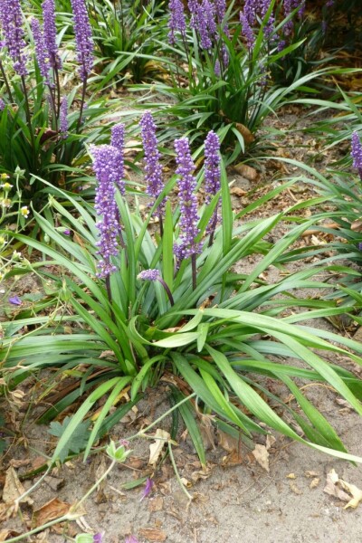 Leliegras Liriope muscari 'Moneymaker' 5-10 Pot P9