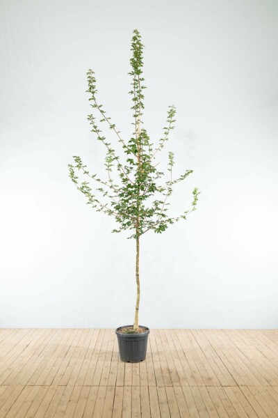 Acer campestre hoogstam 6/8 cm