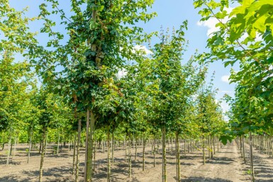 Acer campestre hoogstam 6/8 cm