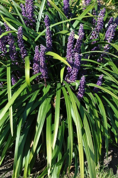 Leliegras Liriope muscari 'Royal Purple' 10-15 Pot C2 Liriope muscari 'Royal Purple'