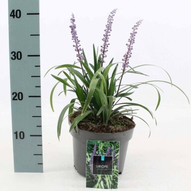 Leliegras Liriope muscari 'Royal Purple' 10-15 Pot C2 Liriope muscari 'Royal Purple'