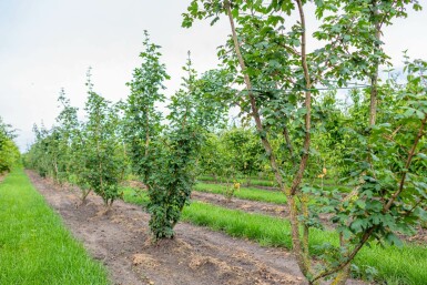 Spaanse aak Acer campestre Meerstammig Acer campestre meerstammig
