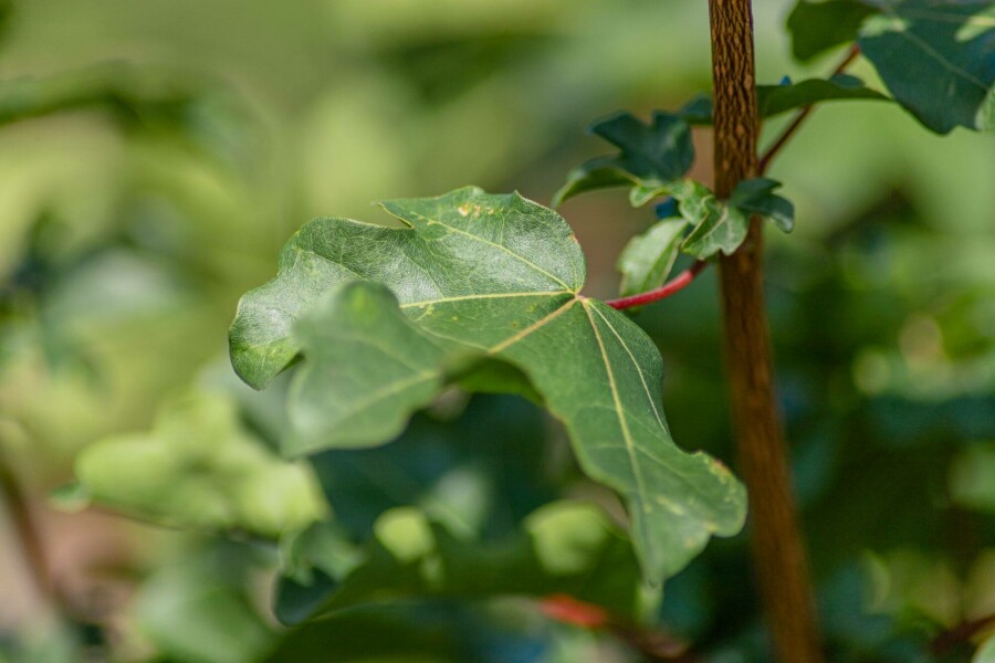 Veldesdoorn Acer campestre 'Elsrijk' Hoogstam stamomtrek 8-10 P Acer campestre 'Elsrijk' hoogstam 8/10 cm