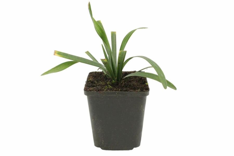 Leliegras Liriope muscari 'Royal Purple' 5-10 Pot P9 Liriope muscari 'Royal Purple'