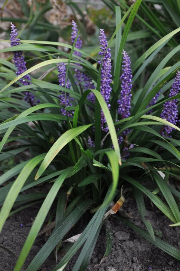 Leliegras Liriope muscari 'Royal Purple' 5-10 Pot P9 Liriope muscari 'Royal Purple'