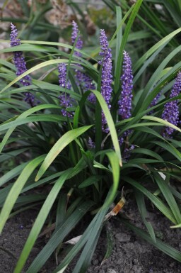 Leliegras Liriope muscari 'Royal Purple' 5-10 Pot P9 Liriope muscari 'Royal Purple'