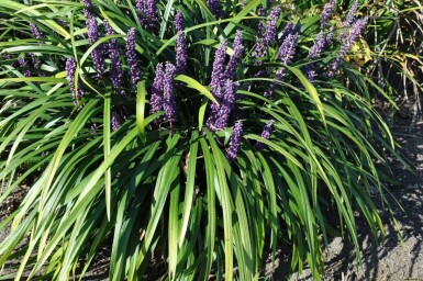 Leliegras Liriope muscari 'Royal Purple' 5-10 Pot P9 Liriope muscari 'Royal Purple'