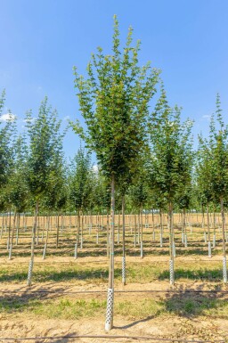 Veldesdoorn Acer campestre ‘Huibers Elegant’ Hoogstam Acer campestre ‘Huibers Elegant’ hoogstam