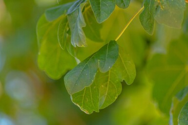 Acer campestre 'Lienco' hoogstam 10/12