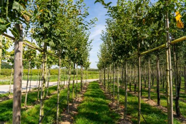 Acer capillipes hoogstam 14/16