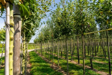 Acer capillipes hoogstam 14/16