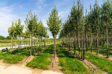 Acer capillipes hoogstam 14/16