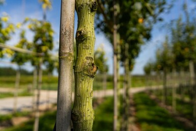 Acer capillipes hoogstam 14/16