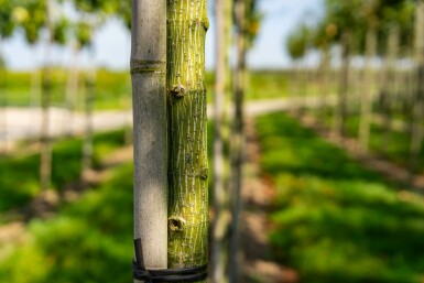 Acer capillipes hoogstam 14/16