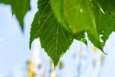 Acer capillipes hoogstam 14/16